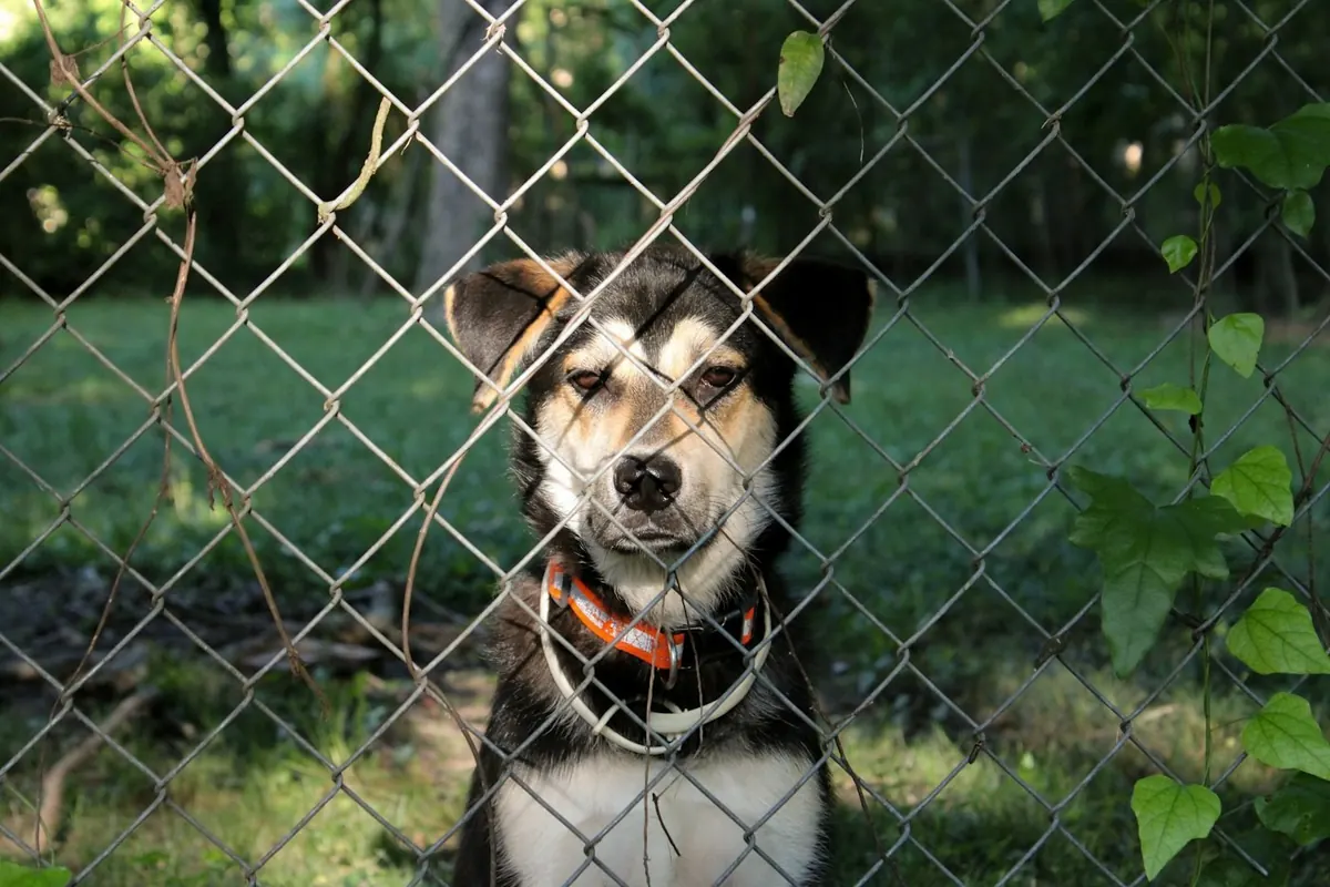 A dog behind a chain-link fence