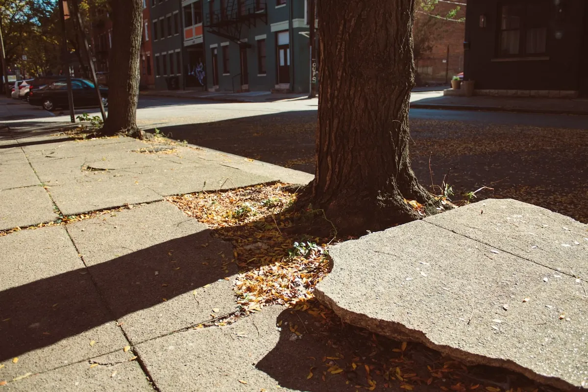 A sidewalk slab lifted by a tree root